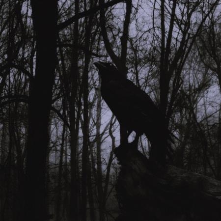 Black Raven 04 (2020)
