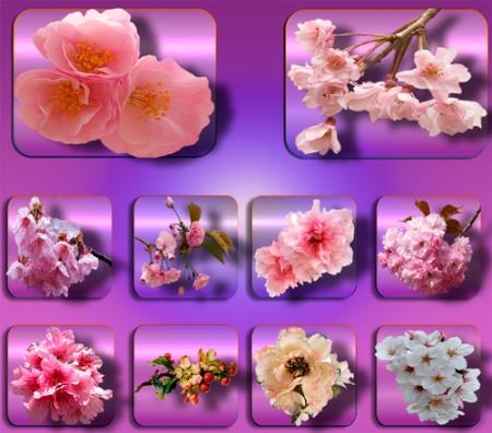 Png клипарты - Цветы в саду